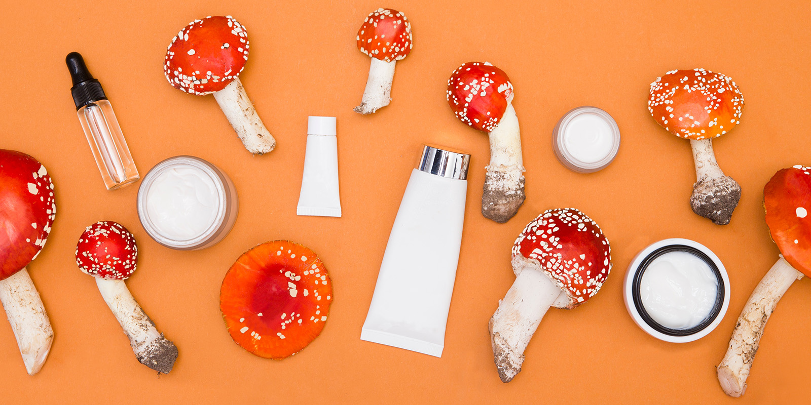 Amanita muscaria for sale