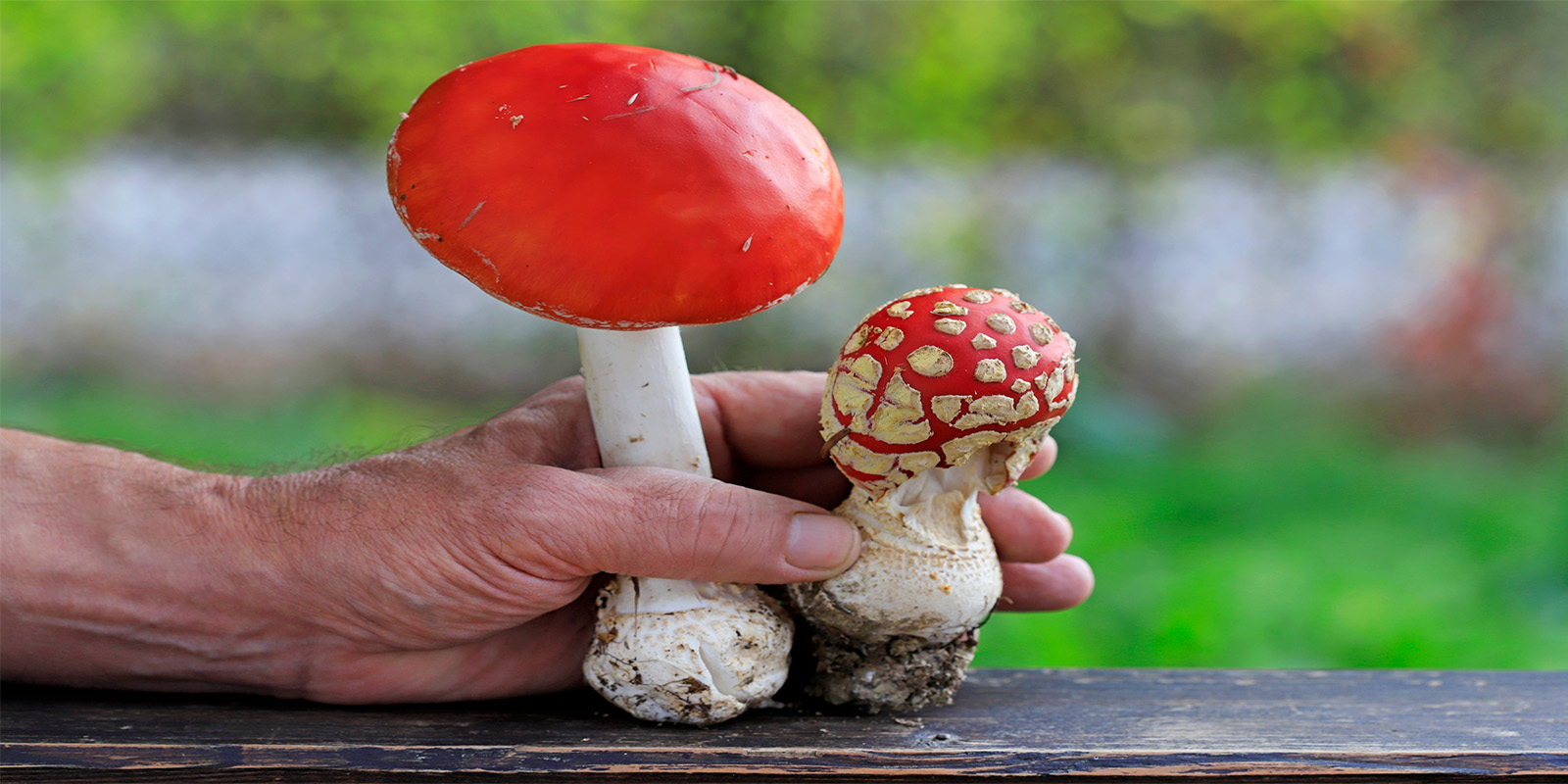 growing Amanita muscaria