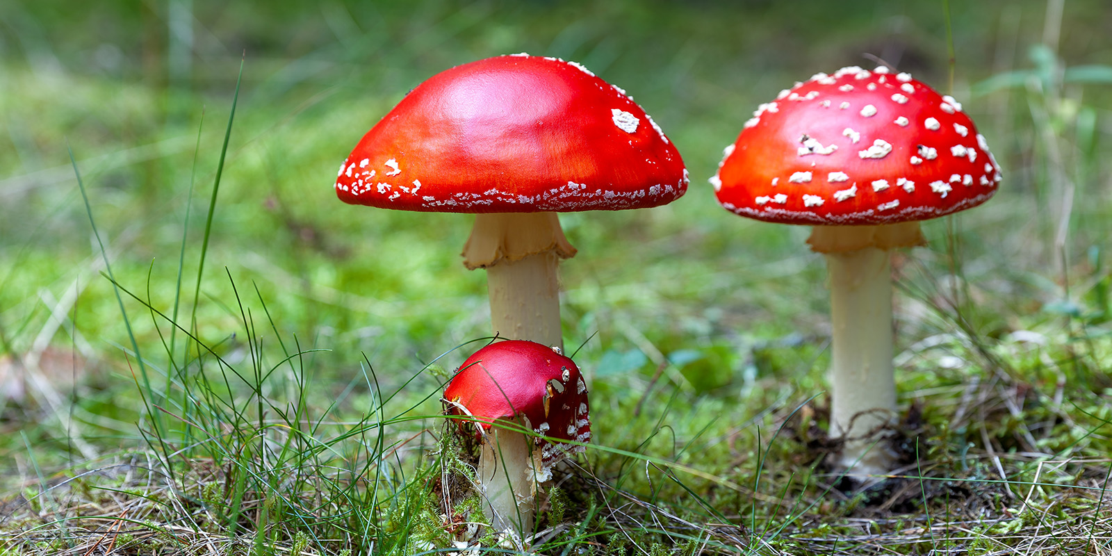 mushroom Amanita muscaria