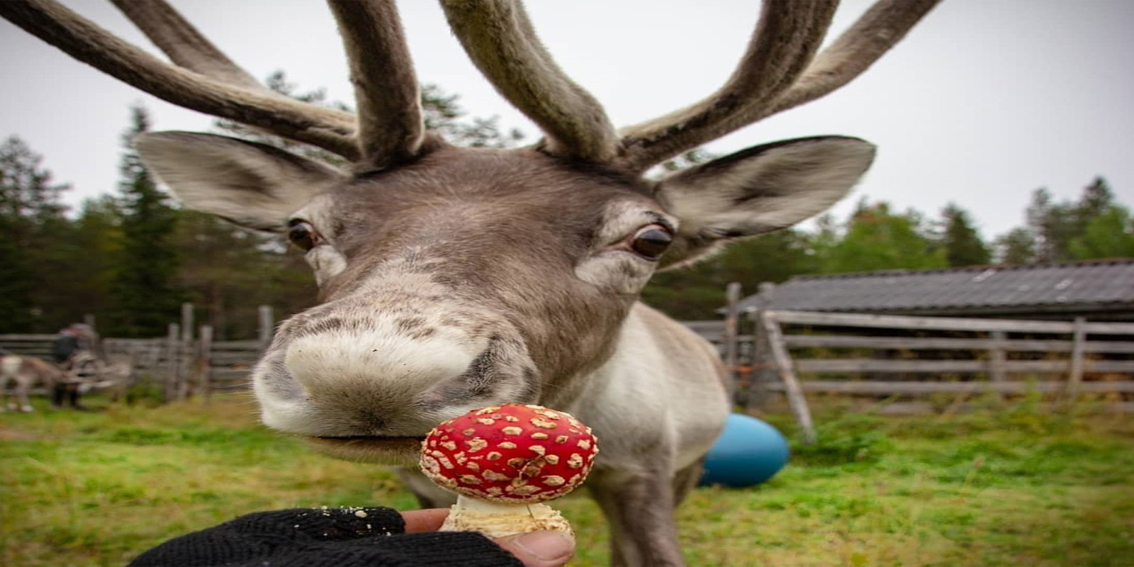 A reindeer with Amanita muscaria