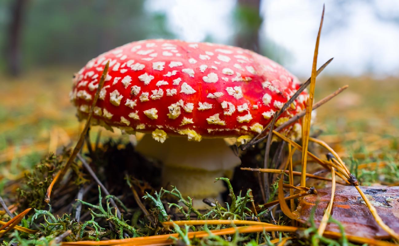 What Are Amanita Muscaria Mushrooms 112123
