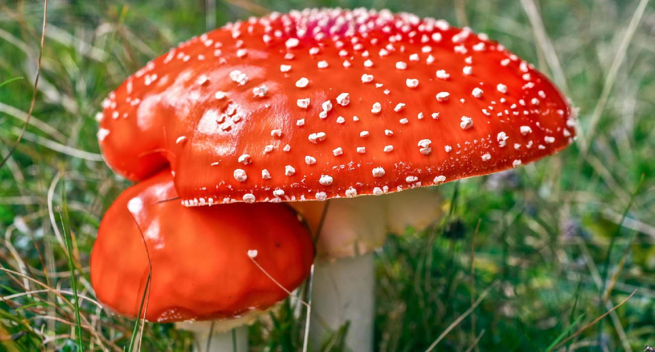 What are Amanita muscaria mushrooms banner upclose picture