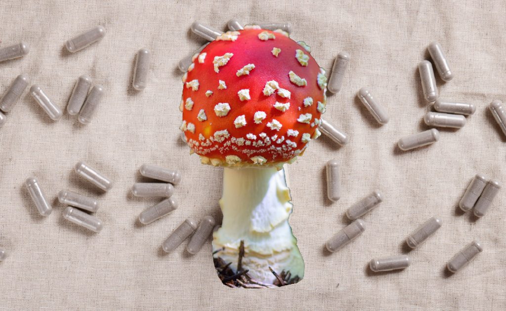 Amanita Muscaria Microdosing