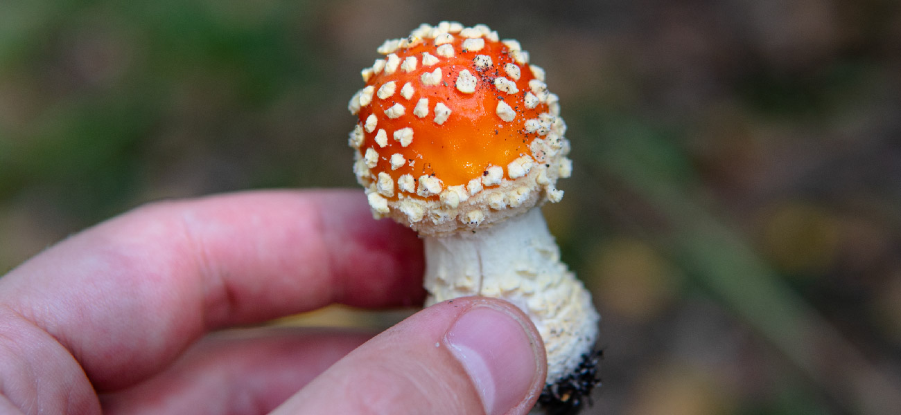 Benefits of Microdosing Amanita Muscaria